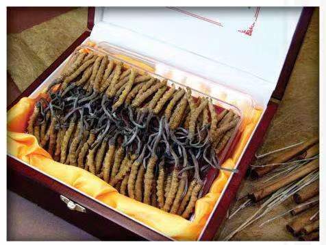 共和冬虫夏草回收